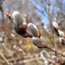 Pussy Willow Bare Roots - Set of 2 Live Plants, 1-2 ft Tall, Cold Hardy, Fast Growing Outdoor