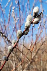 Alternative view of Pussy Willow Bare Roots - Set of 2 Live Plants, 1-2 ft Tall, Cold Hardy, Fast Growing Outdoor