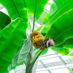 Truly Tiny Banana Plant Live Tropical Fruit Tree, 4-6" Tall, Patio & Container