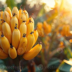 Rare Yellow Banana Plant Live for Planting - Cold Hardy Musa, 4-7" Tall