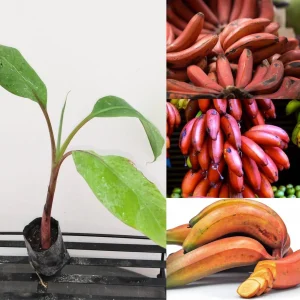 Zebrina Banana Plant Live – Cold Hardy Musa Plant – 4-7 inch Tall – Indoor/Outdoor