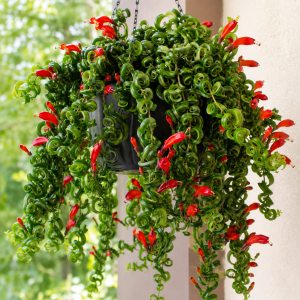 Curly Lipstick Plant Live - Aeschynanthus Red Vine Houseplant in 3 Inch Pot