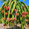 White Dragon Fruit Tree Live Plant, 3 Gallon Pot, Sweet Fruit, Outdoor Garden