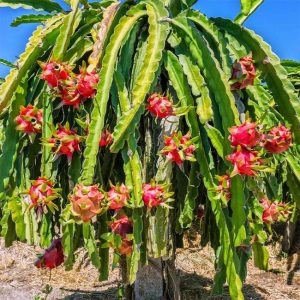 White Dragon Fruit Tree Live Plant, 3 Gallon Pot, Sweet Fruit, Outdoor Garden