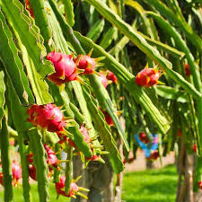 Red Dragon Fruit Live Plant - Sweet Tropical Vine, 1 Gallon Potted