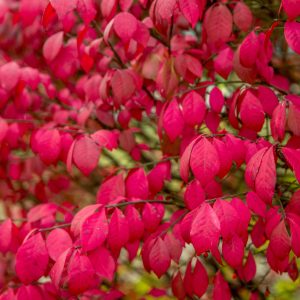Red Dwarf Burning Bush Live Plant - Quart Pot, Outdoor Shrub