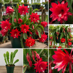2 Live Red Epiphyllum Orchid Cactus Plants, 4-8 Inch Trailing Houseplants