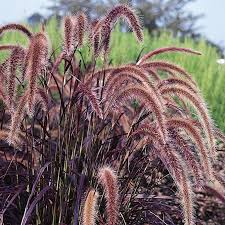 2 Red Fountain Grass Plants Live - Deep Burgundy Ornamental Grass, 4-7" Tall