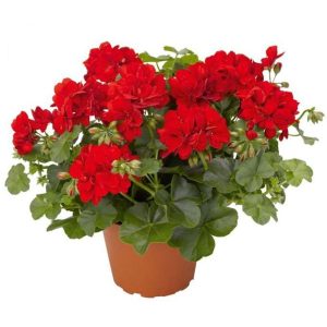 Red Geranium Plants Live - 2-Pack, 4-Inch Potted Flower Plants for Outdoor Gardens