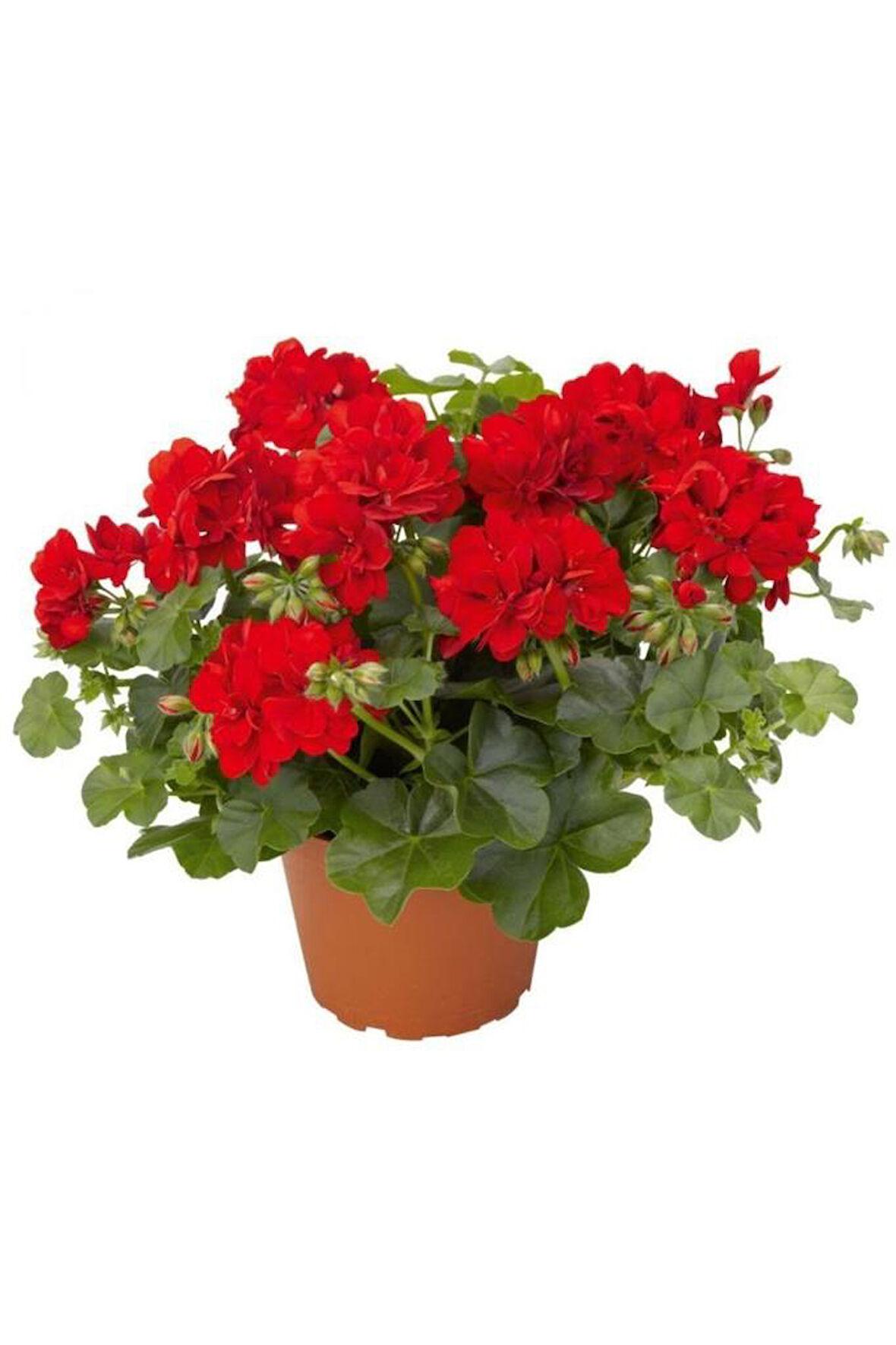 Red Geranium Plants Live - 2-Pack, 4-Inch Potted Flower Plants for Outdoor Gardens