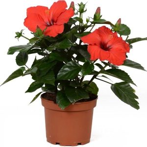 Red Hibiscus Live Plant – Hardy Flowering Shrub – 9-12 Inch Tall Seedling