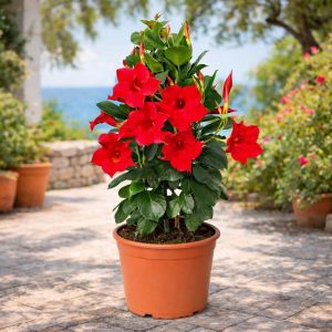 Red Mandevilla Live Plants, Set of 2, 10-12 Inches Tall, Flowering Vine