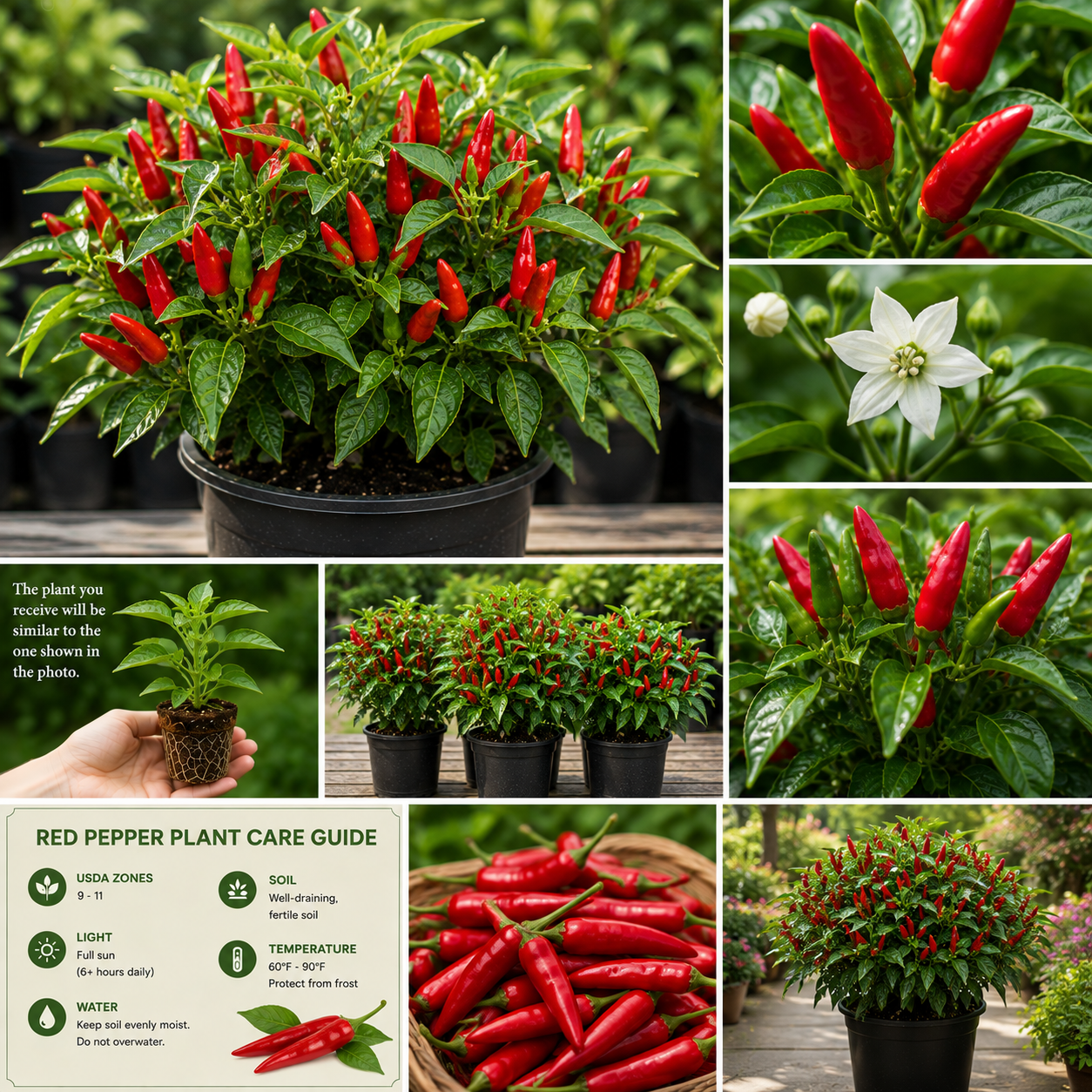 Pepper Live Plant 4 Inch Pot, 2 Per Pot, Small Hot Peppers for Garden & Patio