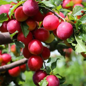 Red Plum Tree Live Plant, 2-3 Years Old, 2-3 Ft Tall, Sweet Red Plum