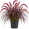 Red Purple Fountain Grass Live Plant Clumps - 8-12 Inch Tall Perennial Ornamental Grass