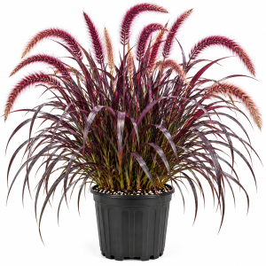 Red Purple Fountain Grass Live Plant Clumps - 8-12 Inch Tall Perennial Ornamental Grass