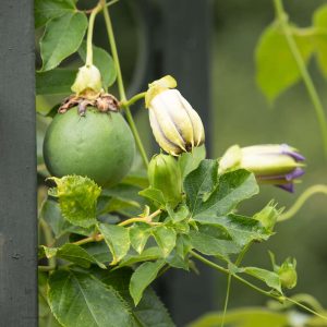 Red Rover Passion Fruit Live Plant Vine, Perennial Fruit, 4-7 Inches Tall, Outdoor