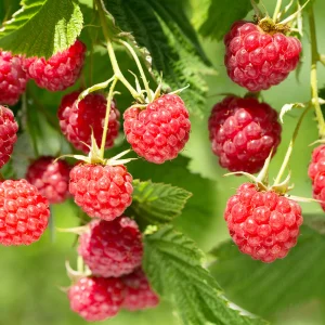 Red Thornless Raspberry Plants Live - Sweet Berry Bush, Cold Hardy, 2-Pack, 4-8" Tall