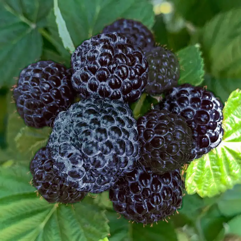Red Thornless Raspberry Plants Live - Sweet Berry Bush, Cold Hardy, 2-Pack, 4-8" Tall - Image 4