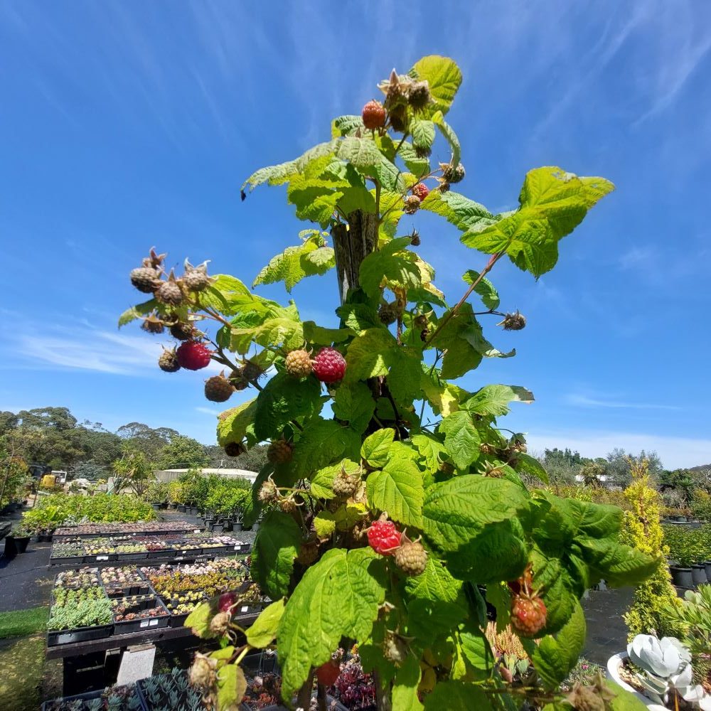 Red Thornless Raspberry Plants Live - Sweet Berry Bush, Cold Hardy, 2-Pack, 4-8" Tall - Image 3