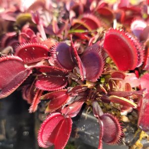 3 Red Venus Flytrap Live Plants - Carnivorous Starter Plants