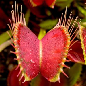 6 Red Venus Flytrap Live Starter Plants - Dionaea Muscipula Carnivorous Plant