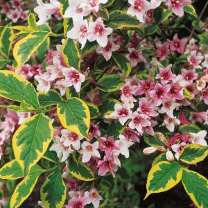 Red Weigela Bush Live Plant 1-2 Ft Tall - Flowering Shrub for Outdoor Planting