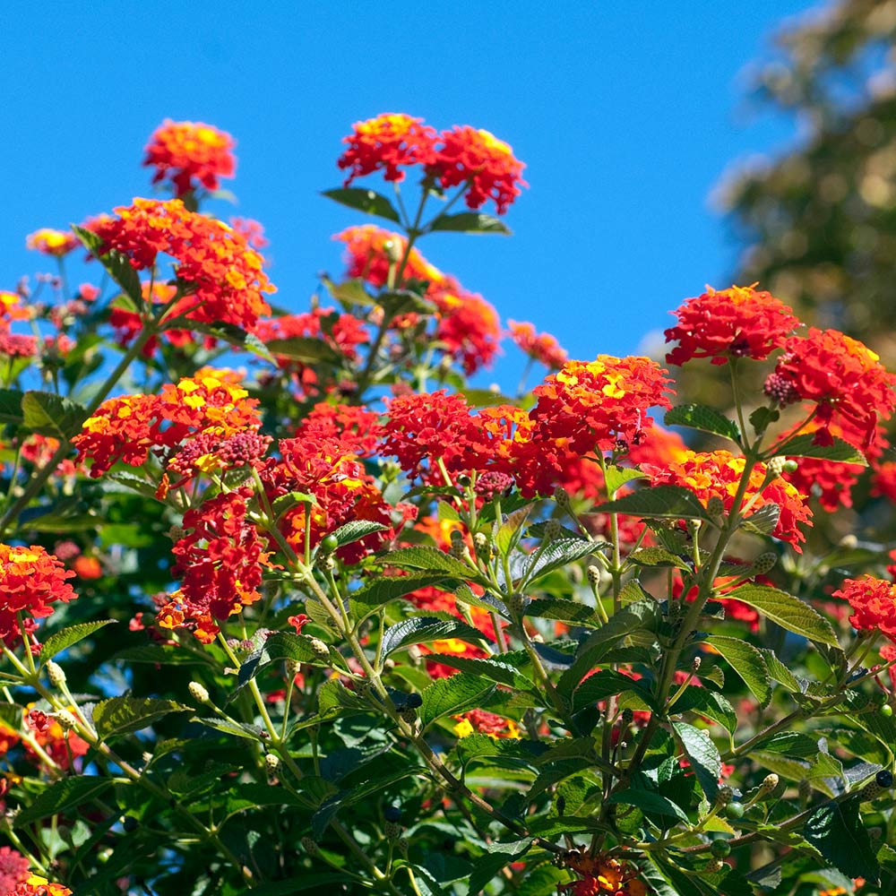 4 Lantana Live Plants, Pink Orange Yellow, 4-7 Inches Tall, Outdoor