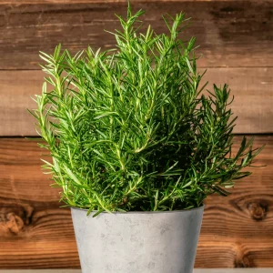 Rosemary Live Plant – Perennial Herb – 4 Inch Pot – Indoor/Outdoor