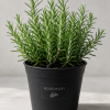 Rosemary Live Plant - Fragrant Herb, 12 Inches Tall, Potted