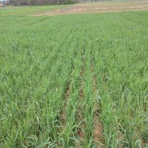 5 Lb Rye Cover Crop Seeds – Fast-Growing Grass Seed for Lawn & Garden, USDA Zones 3-10