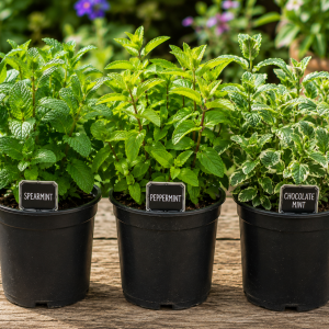 Set of 3 Mixed Mint Live Plants - Random Mint Herbs, 4-6 Inches Tall