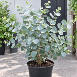 2 Silver Dollar Eucalyptus Live Plants - Indoor/Outdoor Foliage for US