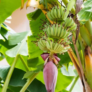 Rare Smooth Green Banana Plant Live for Planting - Cold Hardy Musa, 4-7" Tall