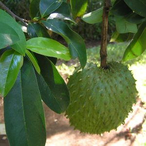 Soursop Tree Live Plant, 3 Gallon Pot, Annona Muricata, Tropical Fruit Tree