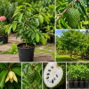 Soursop Tree Live Plant 3 Years Old, 3 Gallon Pot, Tropical Fruit Tree