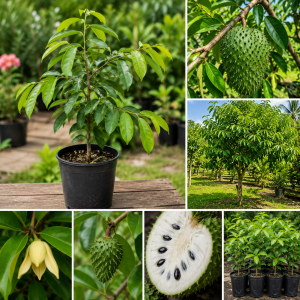 Soursop Tree Live Plant 3 Gallon Pot, 3 Feet Tall Guanabana Fruit Tree