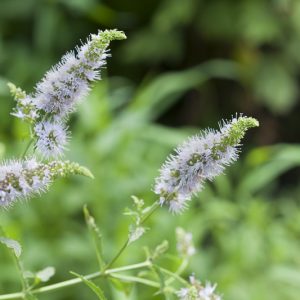 3 Spearmint Live Plants - Fast Growing Culinary Herb Mint for Indoor & Outdoor Gardening, Zones 3-11