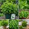 Spearmint Live Plants, Set of 4, 4-6 Inches Tall, Culinary Herb, Indoor/Outdoor