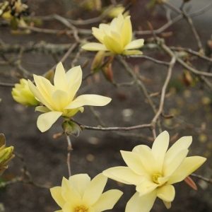 Star Magnolia Tree Live Plant 4-8 Inches – Fragrant Spring Blooms – Outdoor Perennial