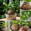 Stephania Cephalantha Live Plant - Rare Caudex Succulent, 6-7 cm, Sprouting, Cold Hardy, Indoor Decor