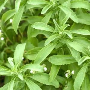 2 Stevia Live Plants for Planting, 4-8" Tall Herb, Indoor/Outdoor