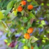 Surinam Cherry Tree Live Plant 4-8" Tall - Sweet Edible Fruit