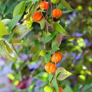 Surinam Cherry Tree Live Plant 4-8" Tall - Sweet Edible Fruit