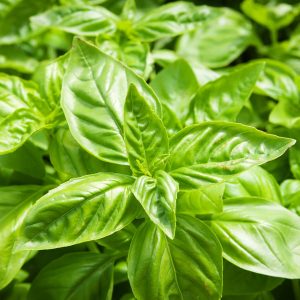 Sweet Basil Live Plant - 2 Pack, 4 Inch Pot Potted Herb for Indoor & Outdoor