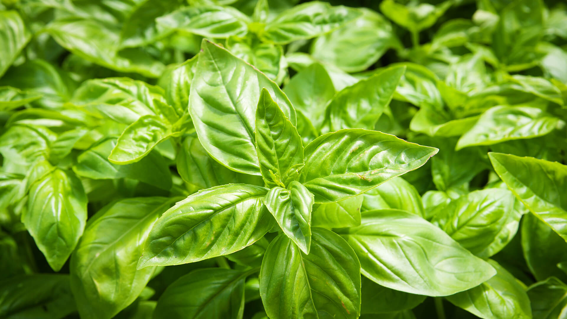 Sweet Basil Live Plant - 2 Pack, 4 Inch Pot Potted Herb for Indoor & Outdoor