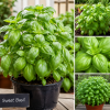 Greek Basil Live Plant Seedlings - 3-Pack, 4-7 Inches Tall, Culinary Herb for Indoor/Outdoor Garden