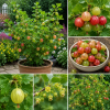 Sweet Gooseberry Live Plant – 5 to 9 Inch Tall Gooseberry Bush for Outdoor