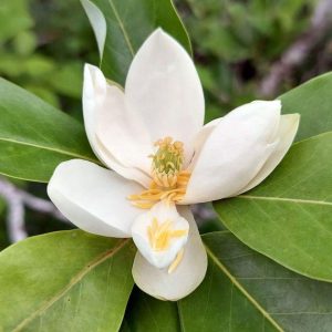 ` Tree Live Plant, 6-9 Inch Tall, Green Magnolia Shrub