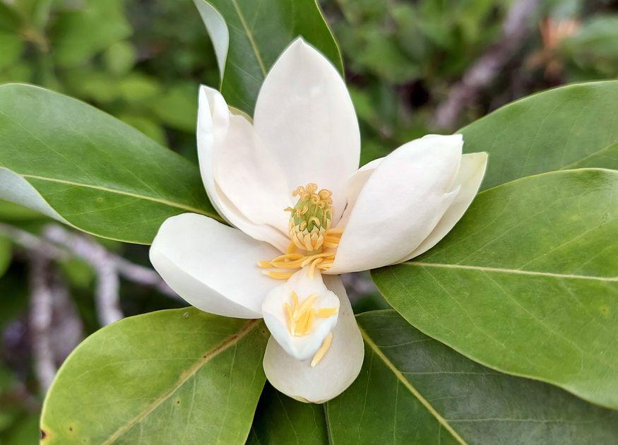 ` Tree Live Plant, 6-9 Inch Tall, Green Magnolia Shrub